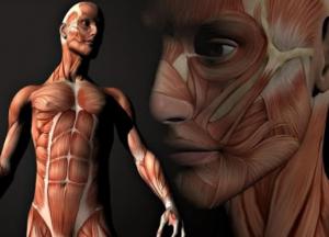 Ученые обнародовали удивительные факты о человеческом теле