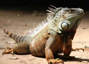 Ученые обнаружили новый вид ящериц-драконов