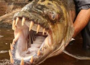 Ученые обнаружили огромную рыбу, которая может съесть крокодила (фото)