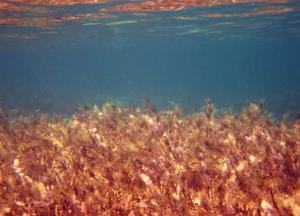 Ученые обнаружили водоросли, которые останавливают рост раковых клеток