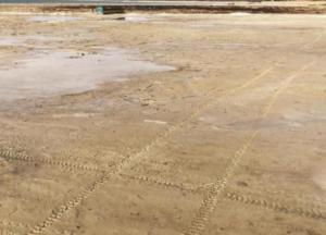 ​Озеро Свитязь очутилось на грани экологической катастрофы (фото)