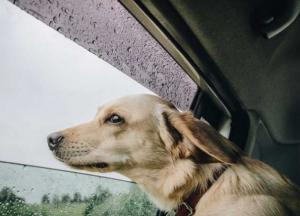 Прогноз погоды на 20 ноября: большинство регионов накроют дожди