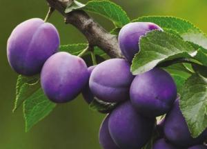 Диетолог рассказал о фрукте, который снизит давление