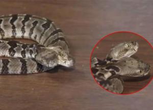В США обнаружили редкую двуглавую гремучую змею 
