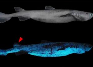 В Тихом океане обнаружили новые виды акул, которые светятся в темноте