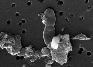 В воде из рудника в Южной Африке обнаружили форму жизни возрастом 2 млрд лет