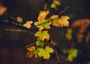 Прогноз погоды на 21 октября: в Украине тепло и без осадков