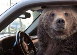 В США медведь «угнал» автомобиль и попал в ДТП