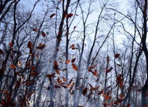 Прогноз погоды на 5 ноября: будет "как в апреле" (карта)