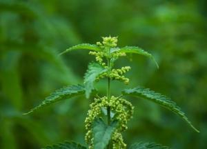 Врач раскрыл неожиданную пользу крапивы