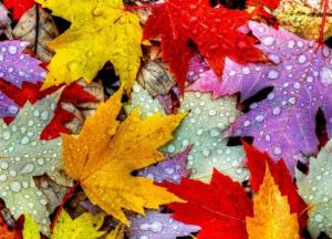 Прогноз погоды на 17 ноября: в Украине снег, дождь и мороз