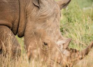На Винниччине нашли кости животного, которое вымерло 18 млн лет назад