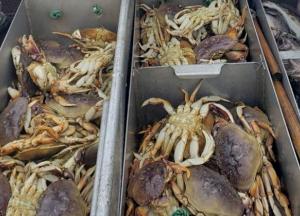 Из-за повышения кислотности в Тихом океане у крабов разрушаются панцири