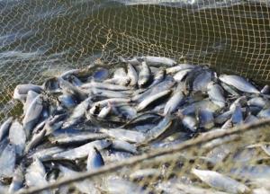Рада поддержала усиление ответственности за рыбное браконьерство