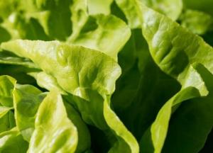 Медики назвали еду, которая укрепляет мышцы ног