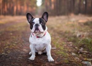 МАУ проводит служебное расследование из-за гибели 38 щенков