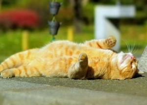 Укргидрометцентр дал прогноз на август: какой будет погода