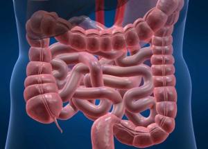 Названы продукты, способные разрушать слизистую оболочку кишечника