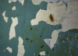 В центре Киева в квартире с тараканами и горой мусора нашли труп (фото) 