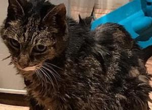 Кот вернулся домой спустя семь лет (фото) 