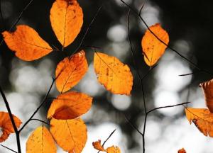 Прогноз погоды на 10 ноября: Украину ожидает похолодание, но без осадков