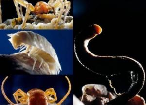 В пещере, которая была изолирована в течение 5 миллионов лет, обнаружили неизвестные формы жизни