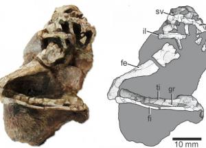 В Бразилии нашли окаменелости неизвестной рептилии возрастом 250 млн лет
