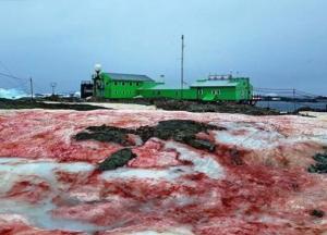 В Антарктиде снег стал малиновым (фото)