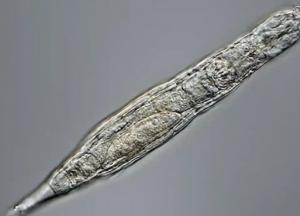 Биологи оживили животное, замороженное 24 тысячи лет назад (видео)