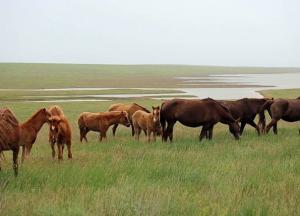 Во Франции произошла череда загадочных убийств лошадей