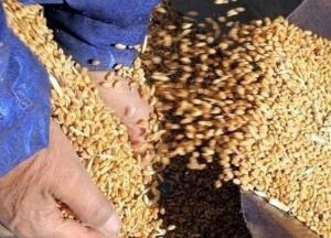 Украина вошла в топ-поставщиков агропродукции в ЕС