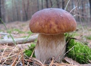 Назван самый полезный гриб: лечит сердце и защищает от онкологии