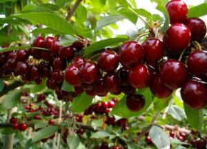 Врачи рассказали, кому строго запрещено есть черешню