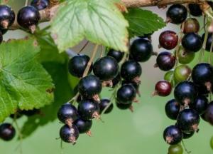 Медики назвали ягоду, которая уменьшает влияние радиации и снижает риск рака