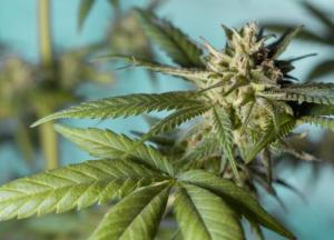 Соединения конопли блокируют заражение коронавирусом – ученые