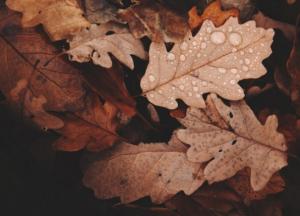 Последнее тепло": когда ждать потепление до +17 градусов