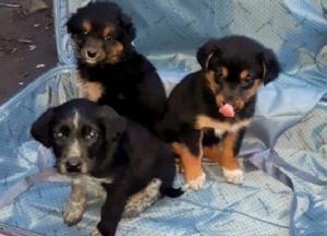 Под Киевом выбросили на мусорник щенков в чемодане (фото)