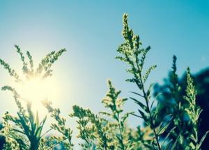 Прогноз погоды на 25 июня: жара, местами дожди