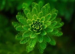 Ученые идентифицировали первое растение на Земле 