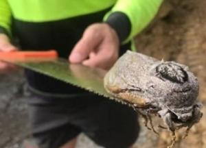В Австралии обнаружили гигантского мотылька (фото)
