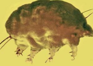 Ученые обнаружили останки древней беспозвоночной "плесневой свиньи"