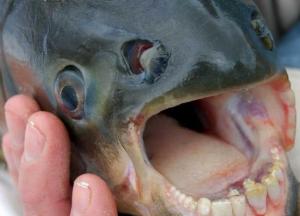 На пляже США нашли мертвую рыбу с "человеческими" зубами (фото)