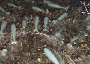 Возле Запорожья нашли тайник с минами