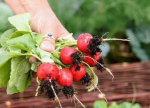 Медики названы неожиданные свойства редьки