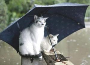 Прогноз погоды на 17 июля: будет умеренно тепло, но дождливо