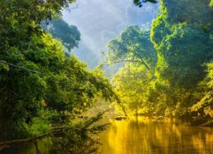 Ученые обнаружили загадочное явление в лесах Амазонии