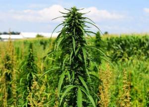 Як вирощують технічні коноплі в наш час