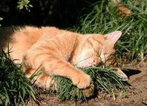 Прогноз погоды на 26 марта: в Украине будет тепло и сухо