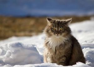 Прогноз погоды на 12 марта: в Украину идут снегопады