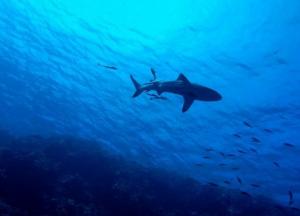 На дне Марианской впадины обнаружили опасное вещество